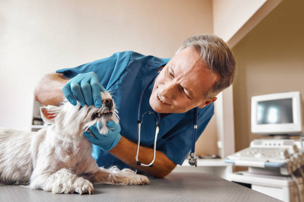 Best Emergency Broken Tooth Repair in Temperance, MI
